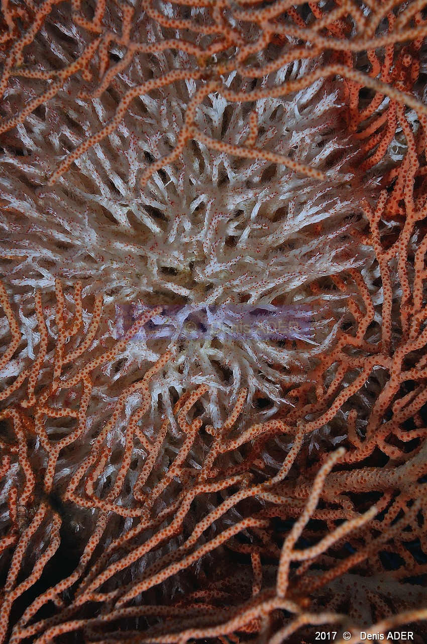 Filogranella-elatensis Salmacine bague rouge-Safaga Panomara Reef N-19m-20171123-Denis-ADER-DSC_3609_tn.jpg